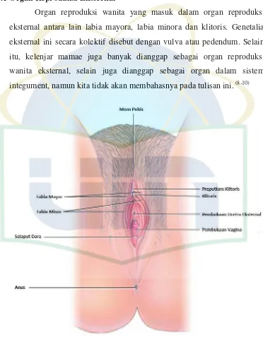 Gambar 2.2. Organ reproduksi eksternal wanita. 