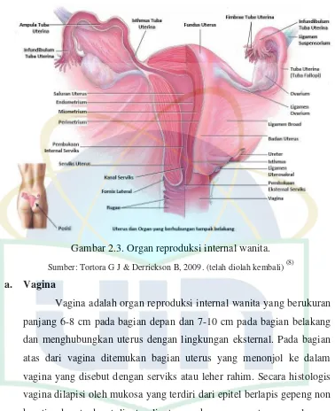 Gambar 2.3. Organ reproduksi internal wanita. 