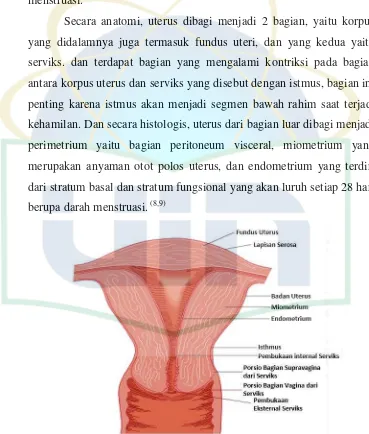 Gambar 2.4. Anatomi dan histologi uterus. 
