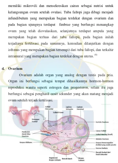 Gambar 2.6. Struktur ovarium dan perkembangan folikel 