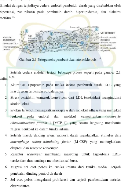 Gambar 2.1 Patogenesis pembentukan aterosklerosis. 16 