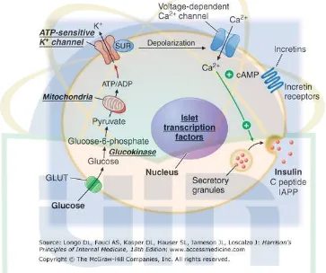 Gambar 2.2 Mekanisme sekresi insulin di dalam sel beta 