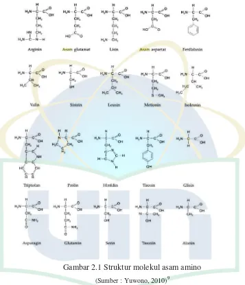 Gambar 2.1 Struktur molekul asam amino  