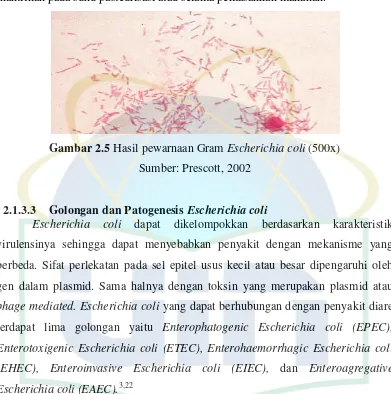 Gambar 2.5 Hasil pewarnaan Gram Escherichia coli (500x) 
