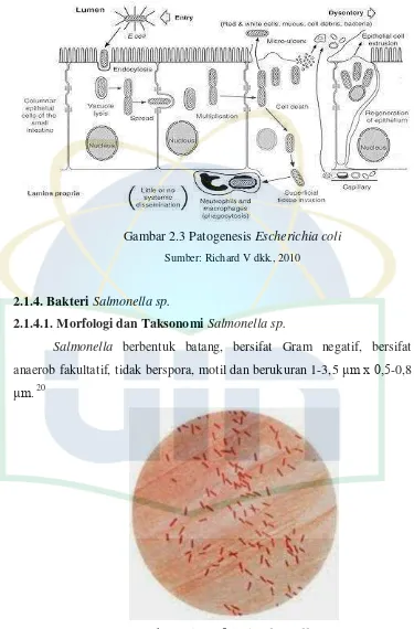 Gambar 2.5 Morfologi Salmonella sp.
