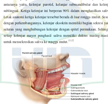 Gambar 2.1 Anatomi Kelenjar Saliva11 