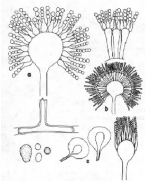 Gambar 3. Morfologi sel Penicillium sp. (Madjid, 2010). 