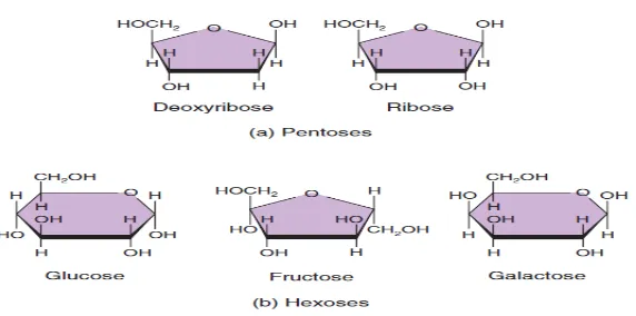 Gambar 2.1. Struktur monosakarida pentose dan hexoses9 
