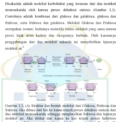 Gambar 2.2. (A) Struktur dan bentuk molekul dari Glukosa, Fruktosa dan Sukrosa. Jika dibaca dari kiri ke kanan terjadi proses dehidrasi sintesis dari dua molekul monosakarida sehingga menghasilkan Sukrosa dan lepasnya molekul air