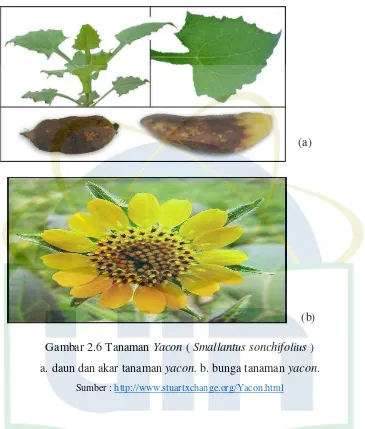 Gambar 2.6 Tanaman Yacon ( Smallantus sonchifolius )   