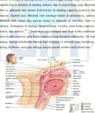 Gambar 2.2. Anatomi respirasi bagian atas dilihat dari medial pada potongan sagital16