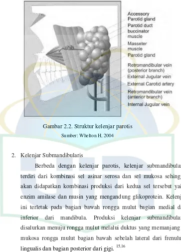 Gambar 2.2. Struktur kelenjar parotis 