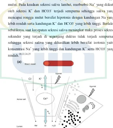 Gambar 2.5. Sekresi air dan protein pada sel asinar kelenjar saliva 