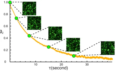 Figure 1.8: Measured decorrelation curve of a 1 mm thick rat brain tissue.