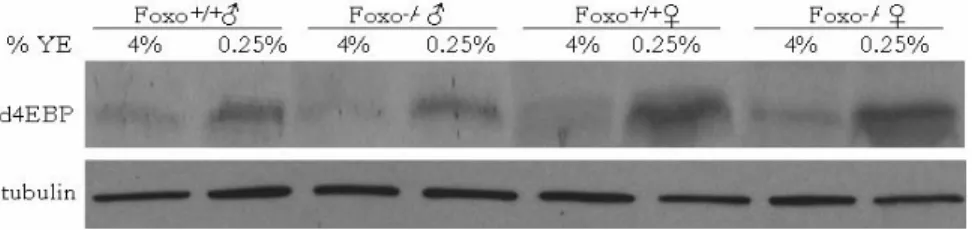 Figure 2  4EBP protein is induced upon DR. 4EBP protein is induced on 0.25% YE   (DR) as measured by western blot using 30μg of protein probed with a polyclonal  anti-d4EBP