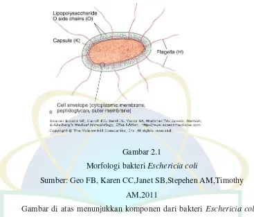 Morfologi bakteri Gambar 2.1 Eschericia coli 