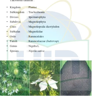 Gambar 2.1 Tanaman, Bunga, dan, Biji Nigella sativa Sumber: Asian Pacific Journal of Tropical Biomedicine 