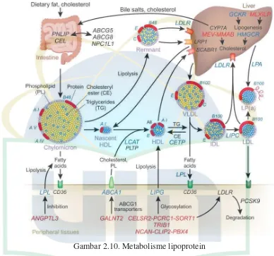 Gambar 2.10. Metabolisme lipoprotein 