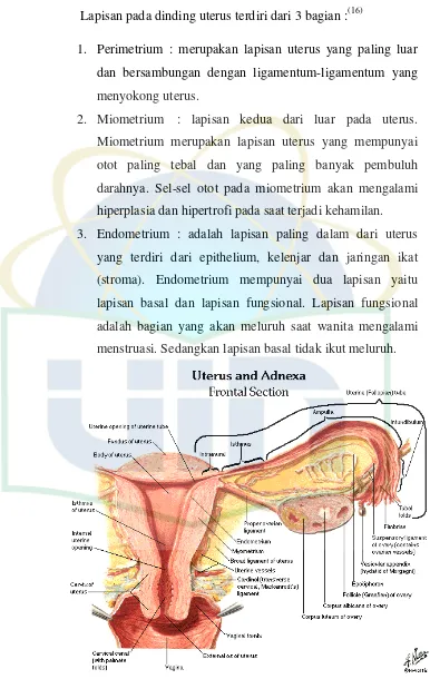 Gambar 2.1. Anatomi organ reproduksi interna 