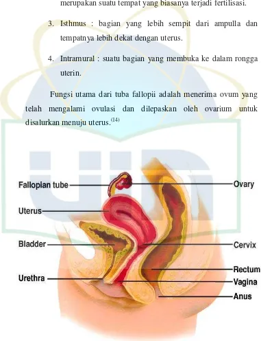 Gambar 2.2. Anatomi organ reproduksi dalam wanita 