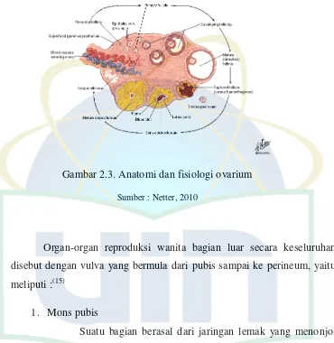 Gambar 2.3. Anatomi dan fisiologi ovarium 