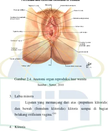 Gambar 2.4. Anatomi organ reproduksi luar wanita 