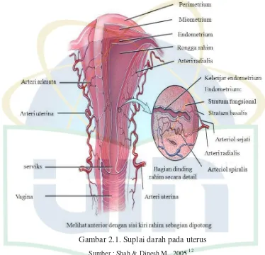 Gambar 2.1. Suplai darah pada uterus 