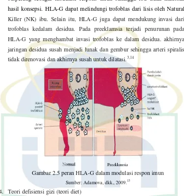 Gambar 2.5 peran HLA-G dalam modulasi respon imun 