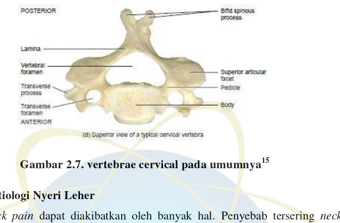 Gambar 2.7. vertebrae cervical pada umumnya15 