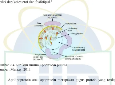 Tabel 2.4. Komposisi lipoprotein dalam plasma manusia 