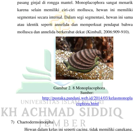 Gambar 2. 8 Monoplacophora  Sumber: 