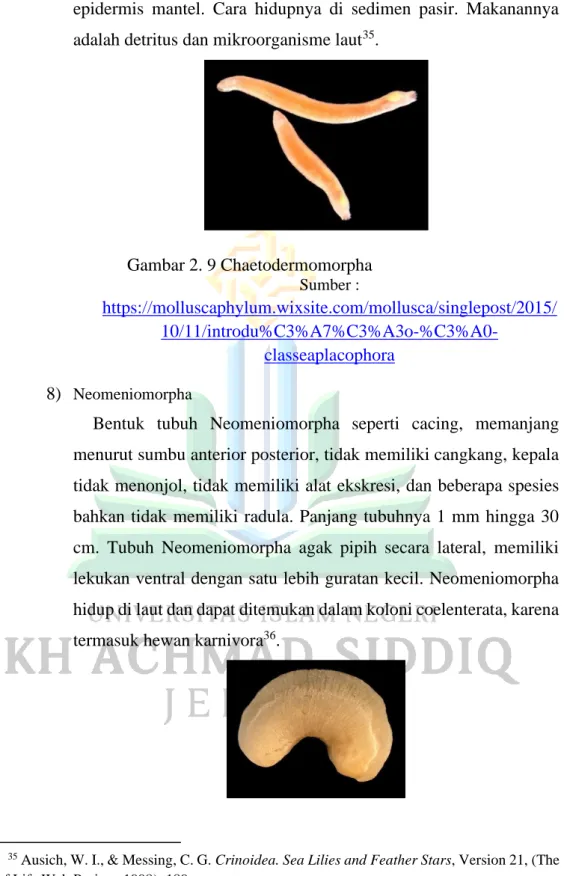 Gambar 2. 9 Chaetodermomorpha  Sumber : 