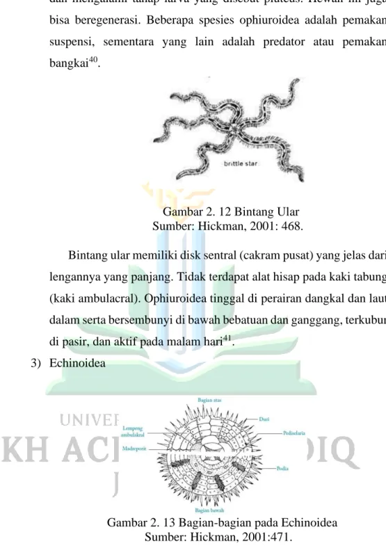 Gambar 2. 12 Bintang Ular  Sumber: Hickman, 2001: 468. 