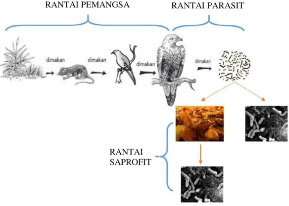 Gambar 5. Berbagai mata rantai makanan 