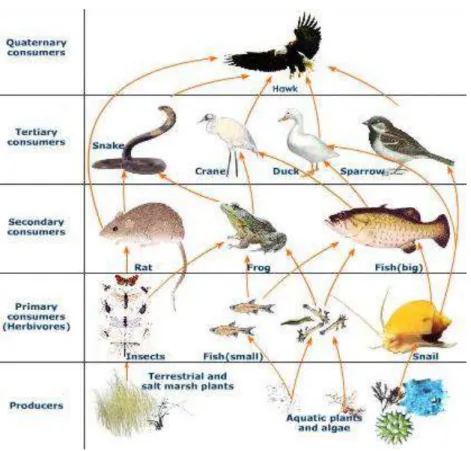Gambar 8. Ekosistem Air Tawar 