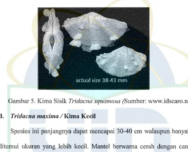 Gambar 5. Kima Sisik Tridacna squamosa (Sumber: www.idscaro.net) 
