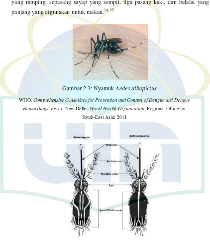 Gambar 2.3: Nyamuk  Aedes albopictus 