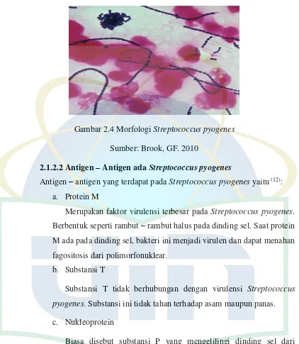 Gambar 2.4 Morfologi Streptococcus pyogenes 
