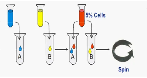 Gambar  3.4 Prosedur pemeriksaan cell grouping atau  forword grouping dengan  metode tube test (Powell, 2016).