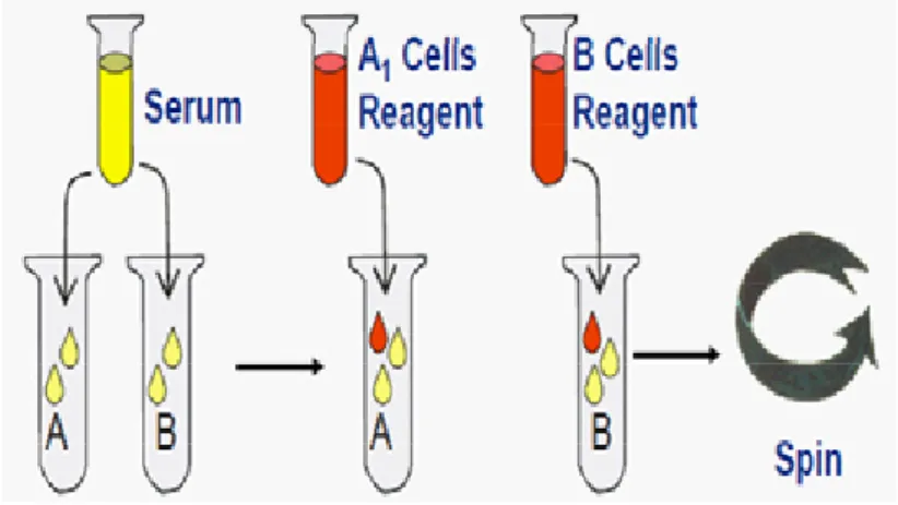 Gambar 3.5 Prosedur pemeriksaan serum grouping atau reverse grouping dengan  metode tube test (Powell, 2016).