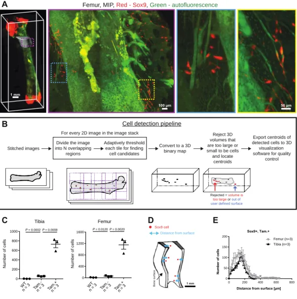 Fig. 2. Bone CLARITY enables quantification of fluorescently labeled Sox9 +  cells in the  mouse tibia and femur