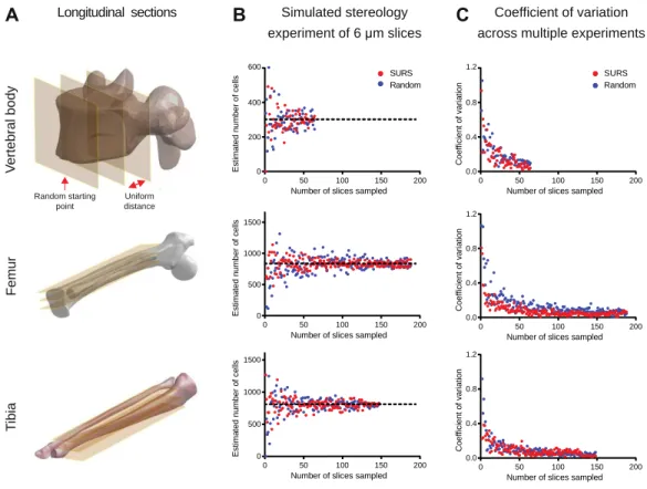 Fig. 3. Using intact tissue clearing methods reduces cell estimate variability compared  with traditional tissue sectioning methods