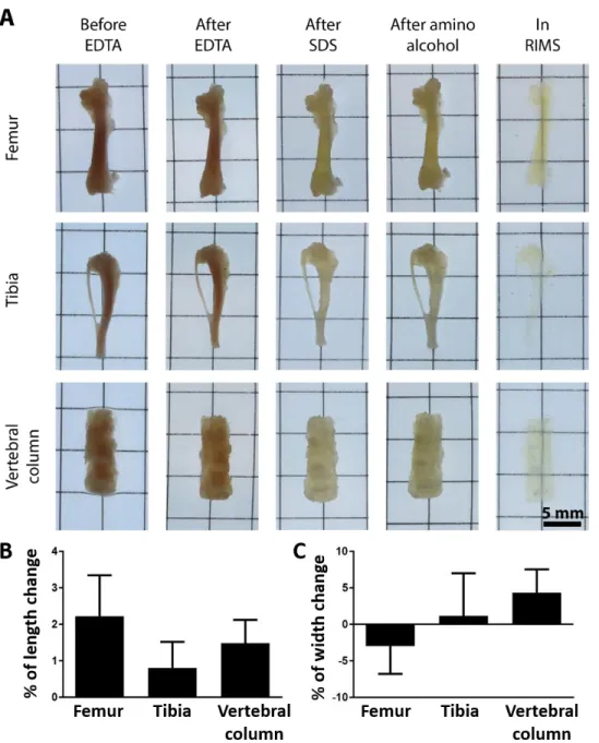 Fig. S4. Sample progression through Bone CLARITY clearing process. (A) Micrographs  documenting the progression of the femur, tibia and vertebral column throughout each phase  of Bone CLARITY