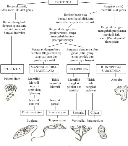 Gambar 1. BDK Klasifikasi Protozoa
