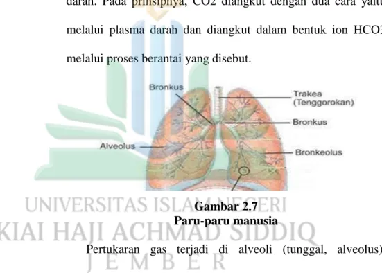 Gambar 2.7  Paru-paru manusia 