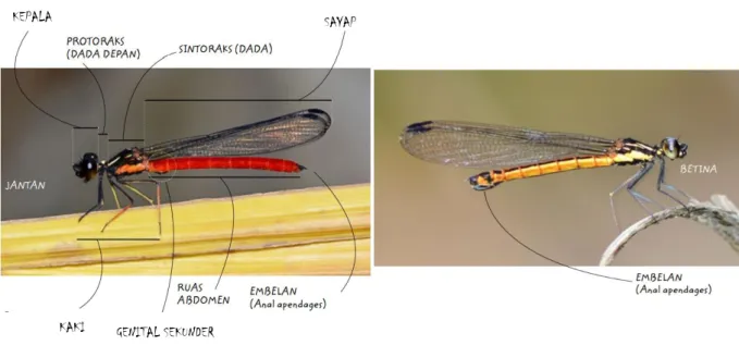 Gambar 2.1 Struktur tubuh capung (Sumber: Irawan, A dan Rahadi,W.S., 2018)  Capung yang merupakan sub ordo Anisoptera, memiliki perbedaan struktur anatomi  tubuh  dengan  capung  jarum  yang  merupakan  sub  ordo  zygoptera