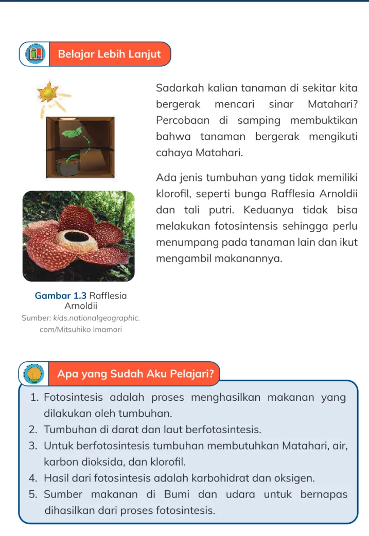 Gambar 1.3 Rafflesia  Arnoldii