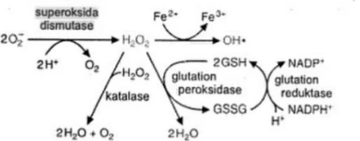 Gambar 1. Reaksi Enzim Antioksidan dalam Menangkal Radikal Bebas (Marks, 2000)