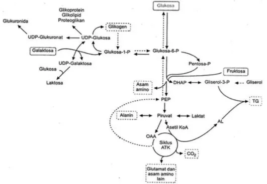 Gambar 4. Jalur Metabolisme Glukosa (Marks, dkk., 2000)