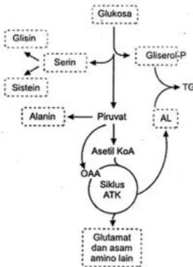 Gambar 3. Perubahan Glukosa menjadi Asam Amino (Marks, dkk., 2000)